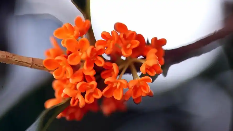 香飘飘的桂花图片,高清图片,电脑桌面-壁纸族