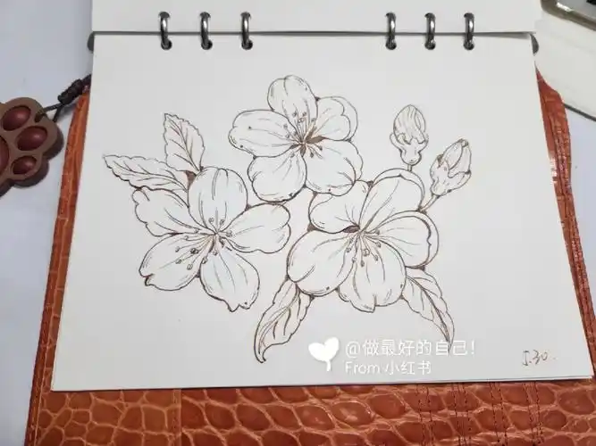 钢笔花朵练习