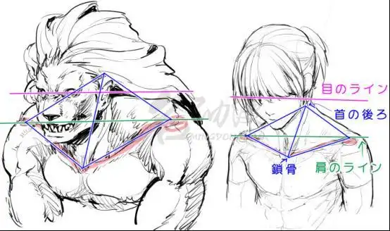 如何画出好看的锁骨