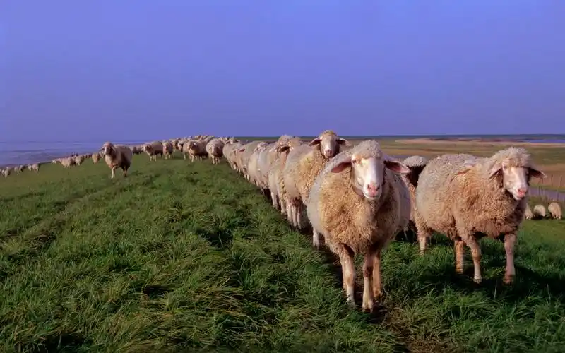 超级可爱的绵羊