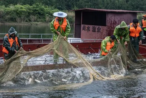 升钟湖上捕鱼忙