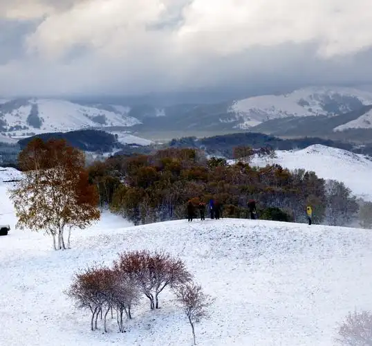 金秋坝上雪纷飞3 - 新摄影