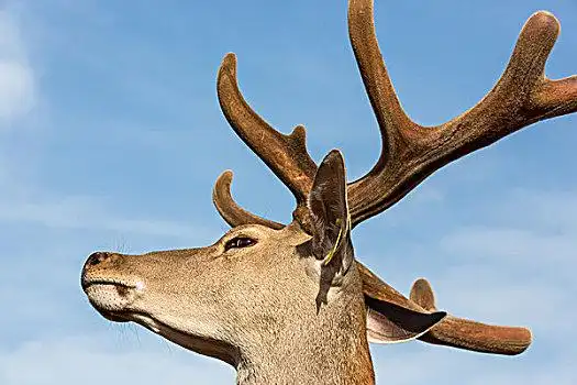 梅花鹿图片-梅花鹿图片大全-梅花鹿高清图片下载-图片网