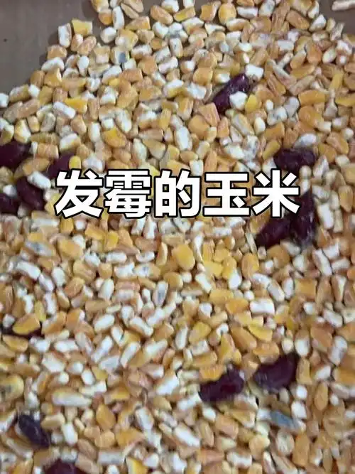 婆婆买的玉米发霉,公公煮了大家吃,我竟想带回家!