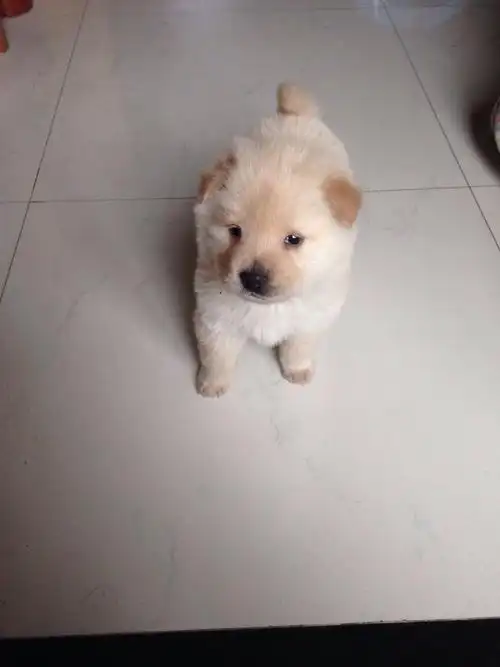 在朋友那买了一只40多天的小金毛,但是我发现一点不像,是松狮和金毛串