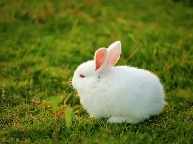 小兔子在饮食上的要求