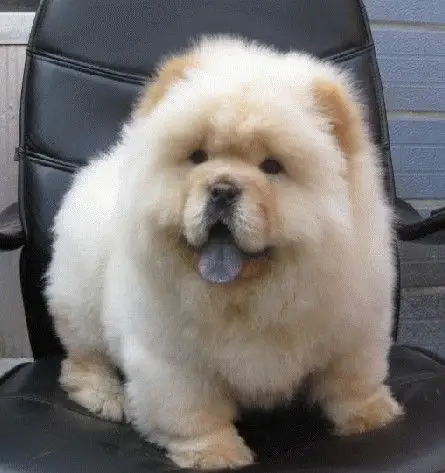 出售纯种肉嘴松狮狗狗 松狮狗狗交易 松狮狗狗照片