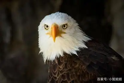 我国的国宝是憨萌憨萌的大熊猫,那么其他国家的你知道吗?