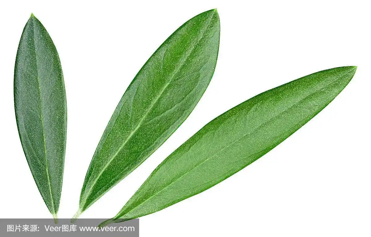 橄榄叶孤立在白色上