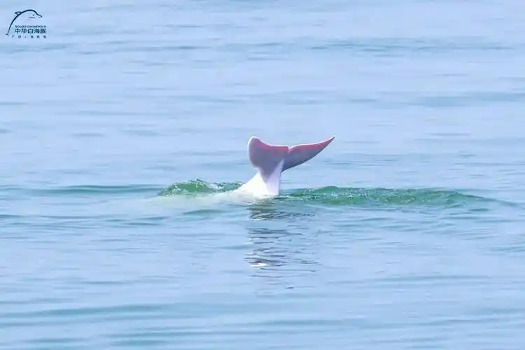 钦州三娘湾游玩攻略来了!让你来了就不想走!_中华白海豚_tips#_part