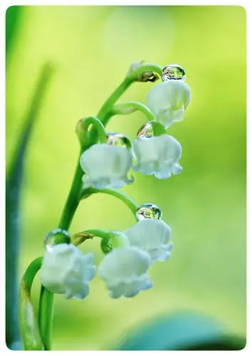 歌一样的名字:小铃兰 - 美篇