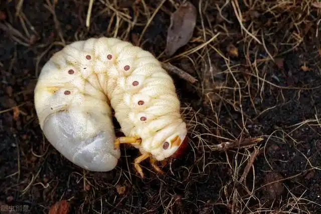 蛴螬俗名地蚕,它的成虫是金龟子,是一种害虫,由于是害虫,担心在培养
