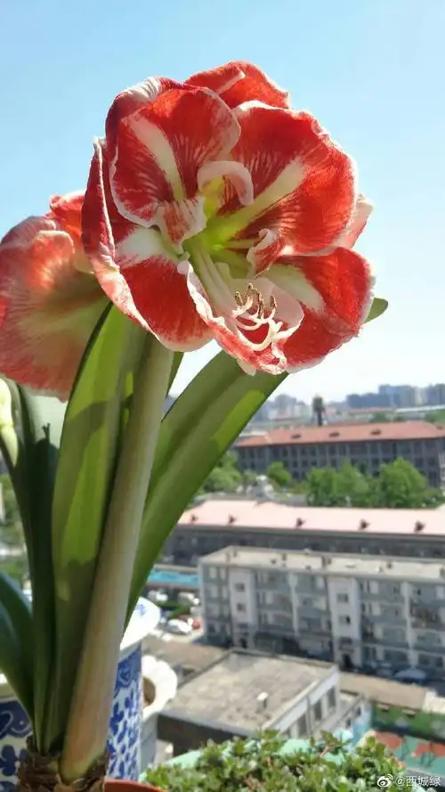 跟@neyer 家买的朱顶红大球桑巴舞开花了. 来自西城绿 - 微博