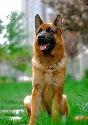德国牧羊犬六点喂饲小知识