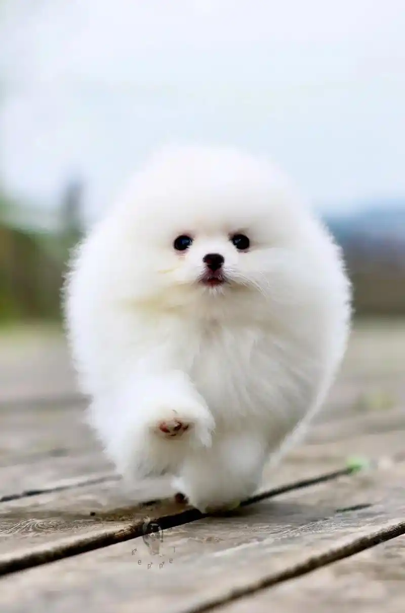 赛级白博美宝宝.三针齐全 超级可爱 高品质球体博美宝宝出窝啦 - 抖音