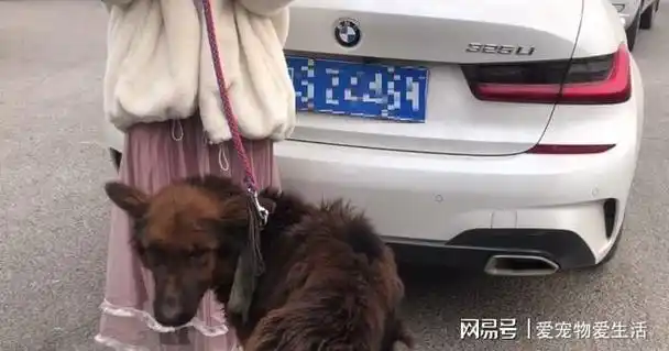 从宝马车上下来的狗狗骨瘦如柴狗狗在绝望中被卖上了狗肉车