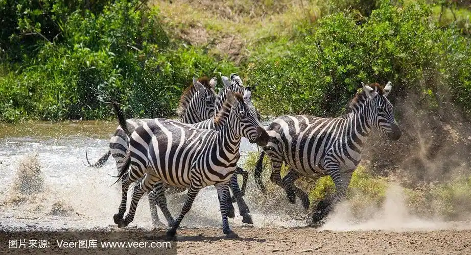一群斑马跑过水面.