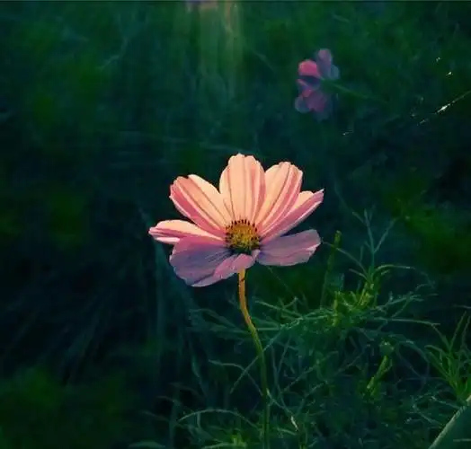 中央构图,把主体放在画面正中央,这是初学者拍照常用的一种方式,要