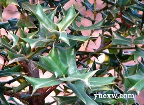 猫爪刺可以熬水喝吗?猫爪刺的功效与作用都有哪些