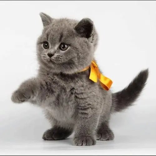 英短活体宠物猫 英国短毛蓝猫纯种矮脚蓝猫幼猫 批发零售一手货源