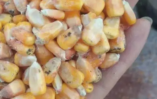 玉米发生霉变的原因有哪些