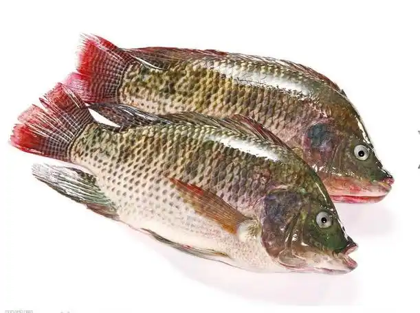 大量供应罗非鱼 冰冻罗飞鱼 烧烤罗非鱼 广东罗非鱼 福寿鱼