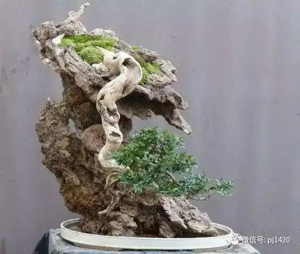 山石盆景的发展趋势,方向多变,气质不俗!