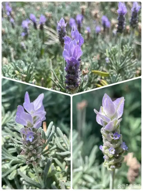 花之玉兔西班牙薰衣草