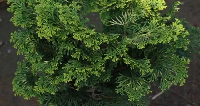 松树柏树的区别