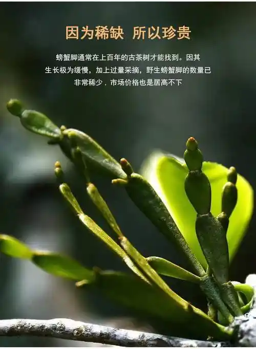 野生螃蟹脚云南景迈山螃蟹脚茶古树寄生茶普洱生茶养生茶螃蟹脚一斤