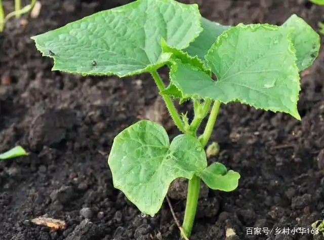 瓠瓜怎么种植高产呢?掌握这套好方法,你也能栽培出高品质瓠瓜