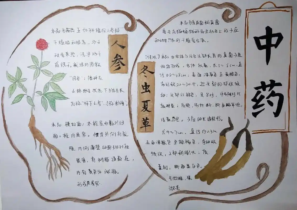 中药手抄报简单 中药手抄报a4认识一下冬虫夏草,人参