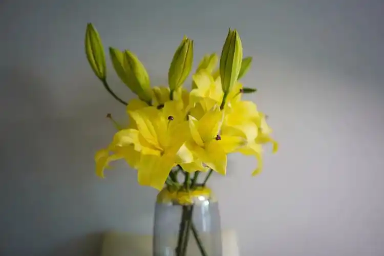 黄百合皇帝百合