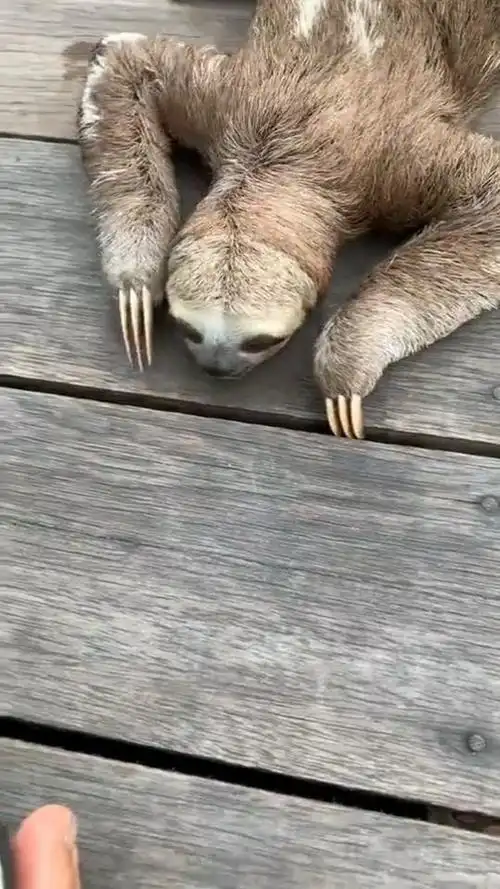 这就是传说中的水鬼,名为:水猴子.