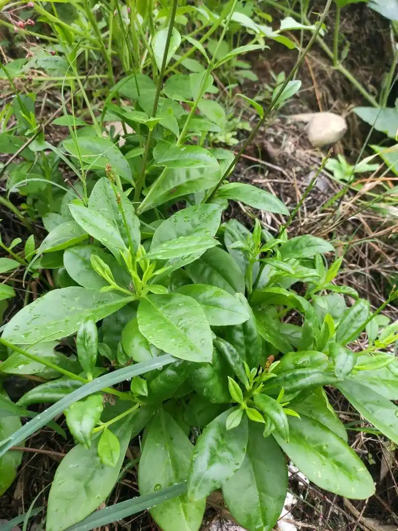农村不起眼的土人参,可观赏可入药还是上好的野菜,要珍惜