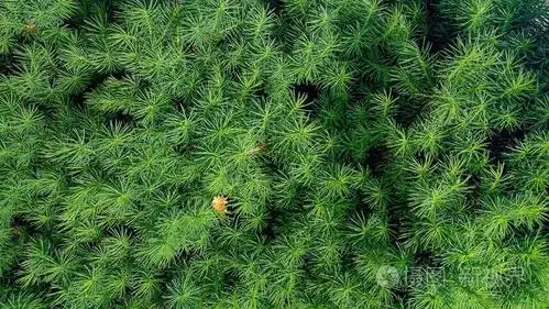 新鲜绿色针叶树