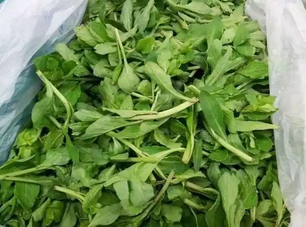 这种野菜是男人补肾助阳的佳品,常吃能抗衰老,治疗头晕目眩!