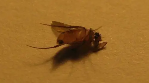 蠓科个体小,飞翔无声,常