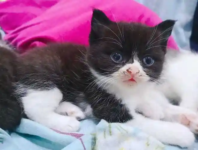 英国短毛猫 - 价格1200 - 上海 闵行 - 红格宠物