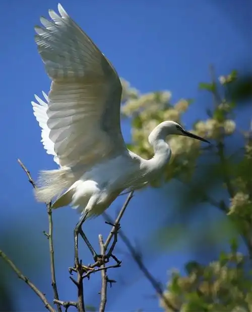 黑嘴白鹭.拍摄黄家泉.