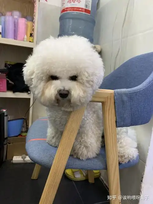 大家家里有狗狗嘛晒出他们最可爱的一张照片