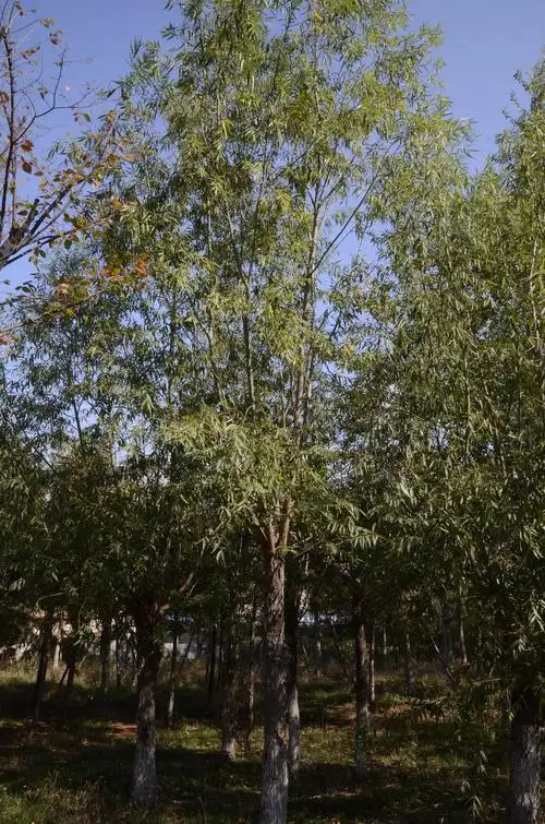 爱读书的熊的相册-大连植物