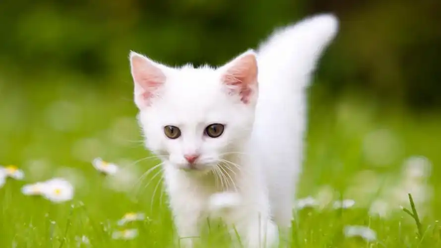 可爱白色小猫高清桌面壁纸