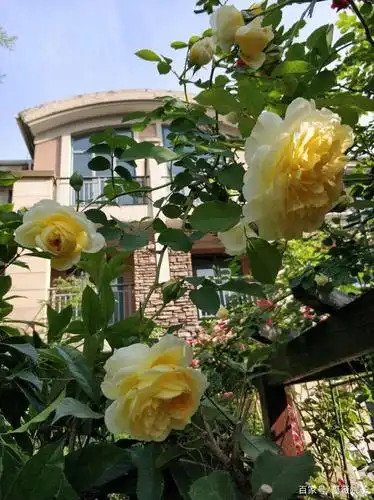 一款佛系月季:朝圣者(也叫天路)