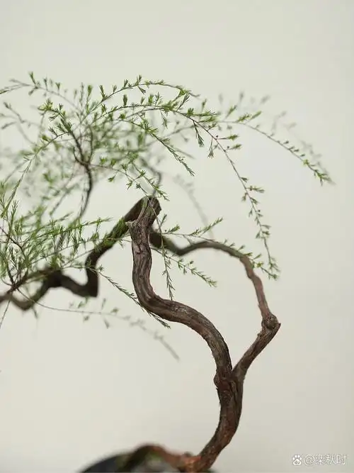 一盆很有韵味的盆景——海岛岗松 海岛岗松,别有一番韵味.