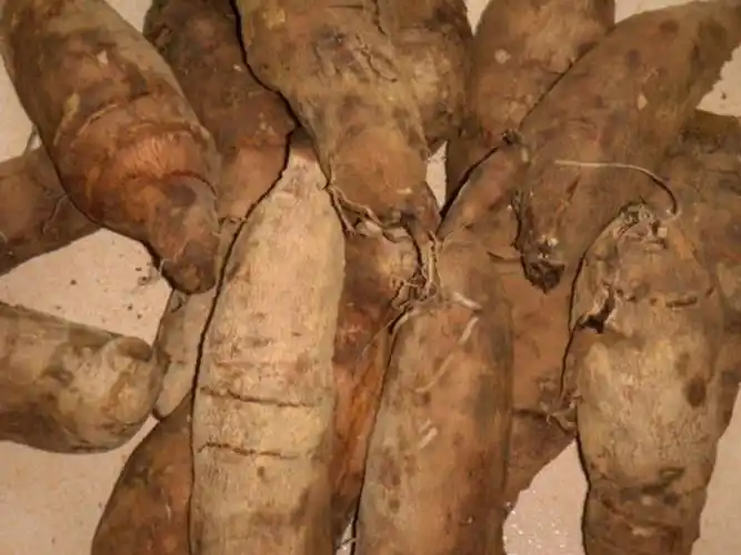 p>球花雪莲( i>saussurea globosa /i> chen in bull),为 a href="#"