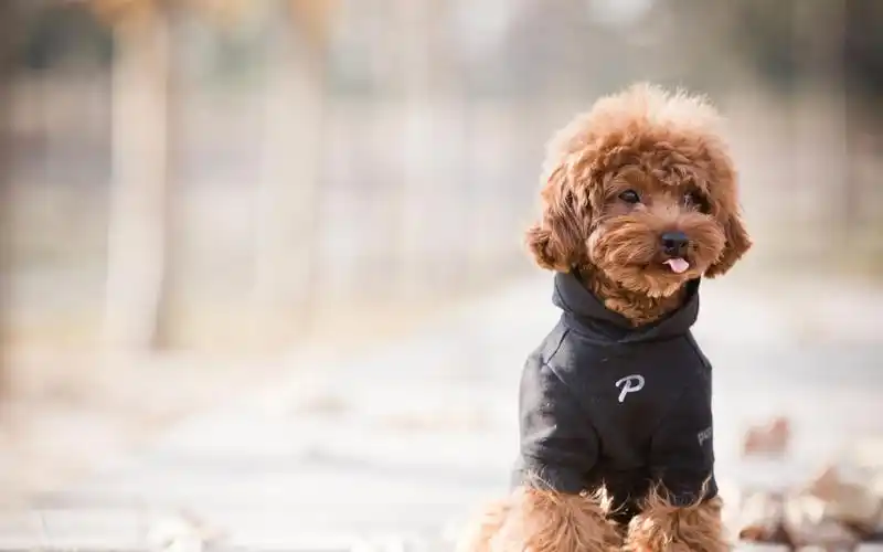 泰迪壁纸桌面壁纸下载