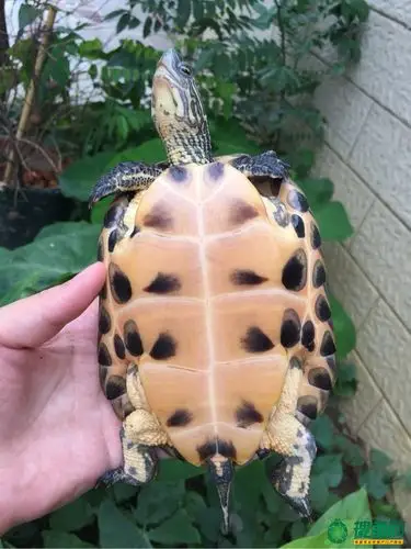 首页 69 供求信息 69 『 杂交变异龟专区 』 69 16年黑石花