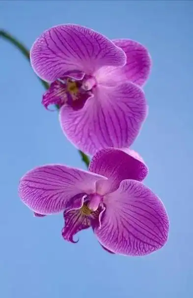 昂首呼应千万枝花梗从叶腋抽出一枝花梗02:03来自润心诵读《蝴蝶兰》