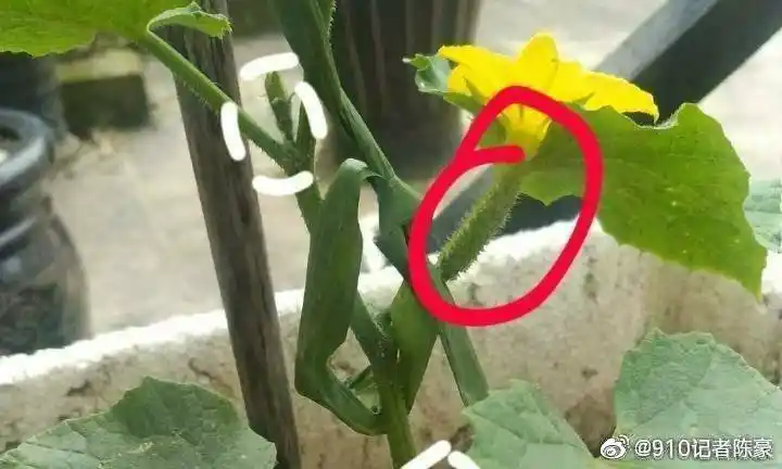 【原创】丝瓜黄瓜的剪枝种植技巧(阳台种菜)